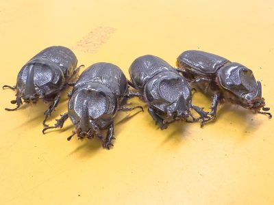 Coming To Terms With Invasive Coconut Rhinoceros Beetles