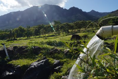 Hawaii Farmers Need More Help Accessing Funding