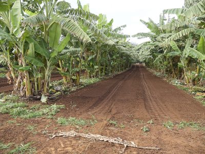 Naka Nathaniel: Hawaii Needs More Young Farmers