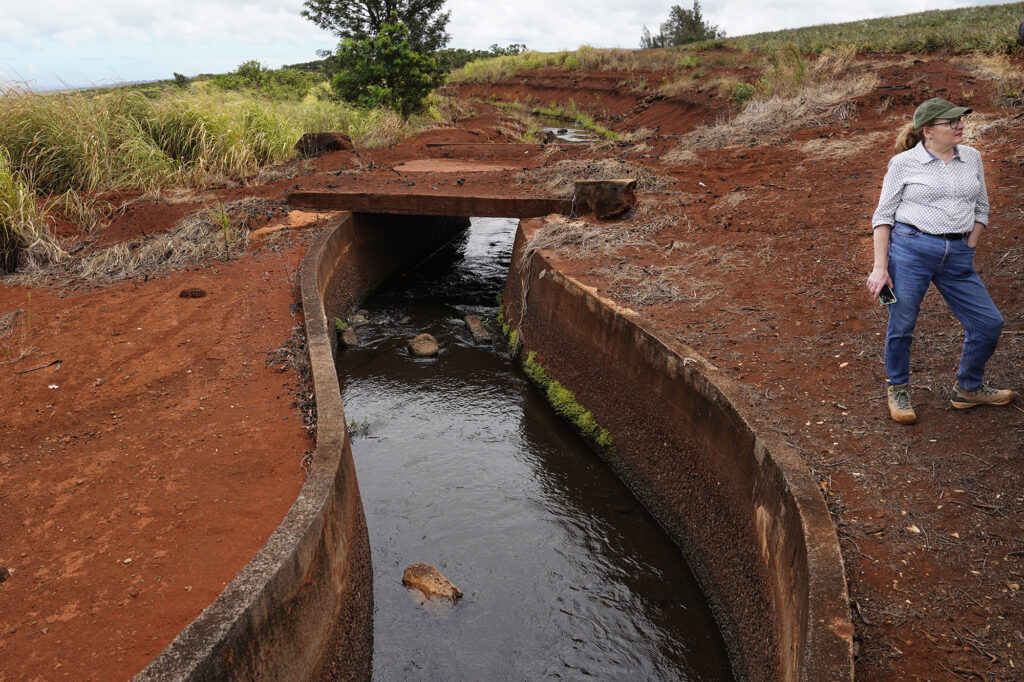 ADC Executive Director Wendy Gady stands near a Dole  irrigation ditch in their pineapple field Monday, Aug. 5, 2024, in Wahiawa. (Kevin Fujii/Civil Beat/2024)