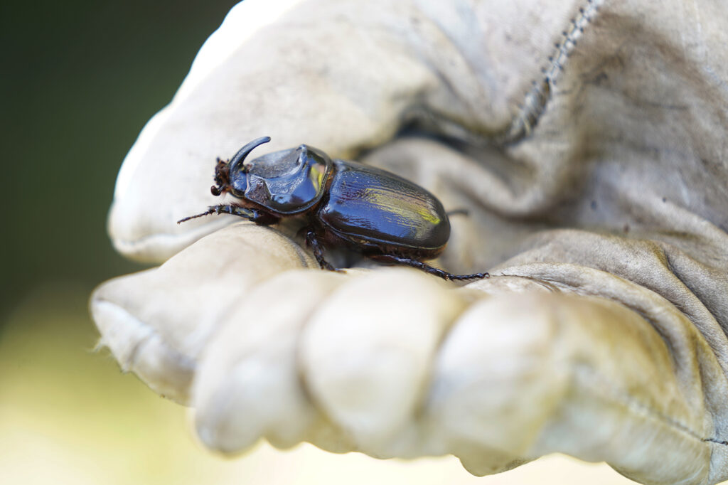 A coconut rhinoceros beetle is found in a felled coconut tree Monday, Oct. 7, 2024, at Kaiaka Bay Beach Park in Haleʻiwa. This grove of trees was damaged or killed by invasive coconut rhinoceros beetles. (Kevin Fujii/Civil Beat/2024)