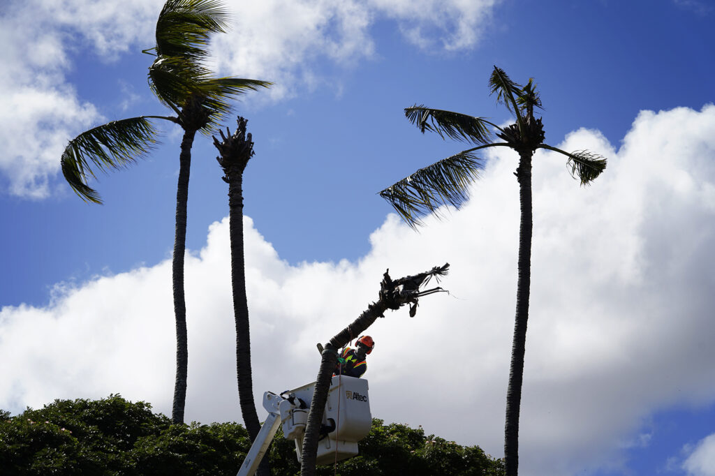 A Honolulu County Parks Department laborer cuts a coconut tree for removal Monday, Oct. 7, 2024, at Kaiaka Bay Beach Park in Haleiwa. This grove of trees was damaged or killed by invasive coconut rhinoceros beetles. (Kevin Fujii/Civil Beat/2024)