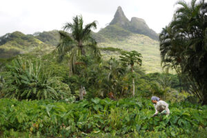 Glut? Shortage? Hawaii Farmers Navigate A Tricky Taro Market