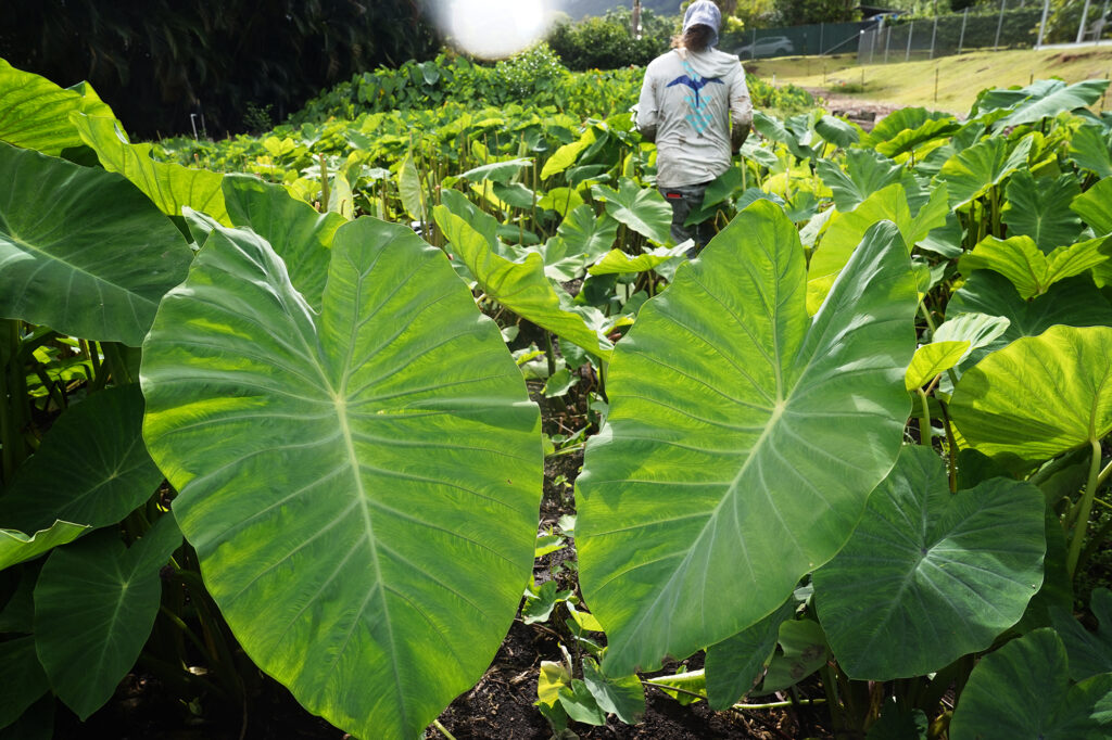 Large lu’au (leaves) of kalo thrive while Keoni Resurrection harvests them to make laulau Wednesday, Oct. 14, 2024, in Waimanalo. The white spot at top center is flare from photographing into the light. (Kevin Fujii/Civil Beat/2024)