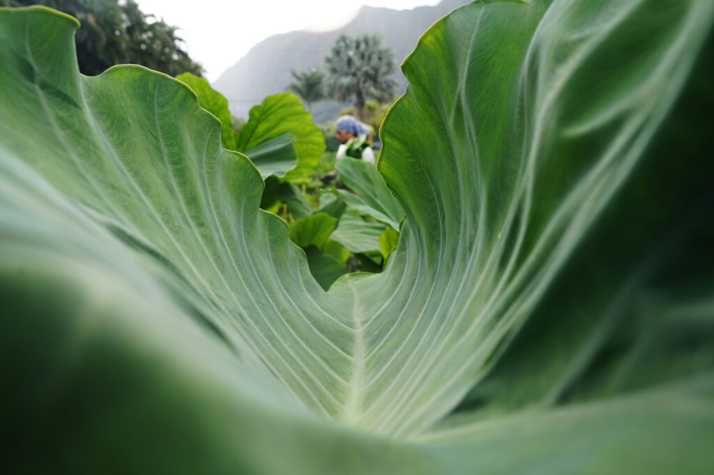 If this lu’au (leaf) were a wave and Keoni Resurrection were surfing, he would get barreled in a U-shaped lu’au of a kalo plant Wednesday, Oct. 14, 2024, in Waimanalo. (Kevin Fujii/Civil Beat/2024)