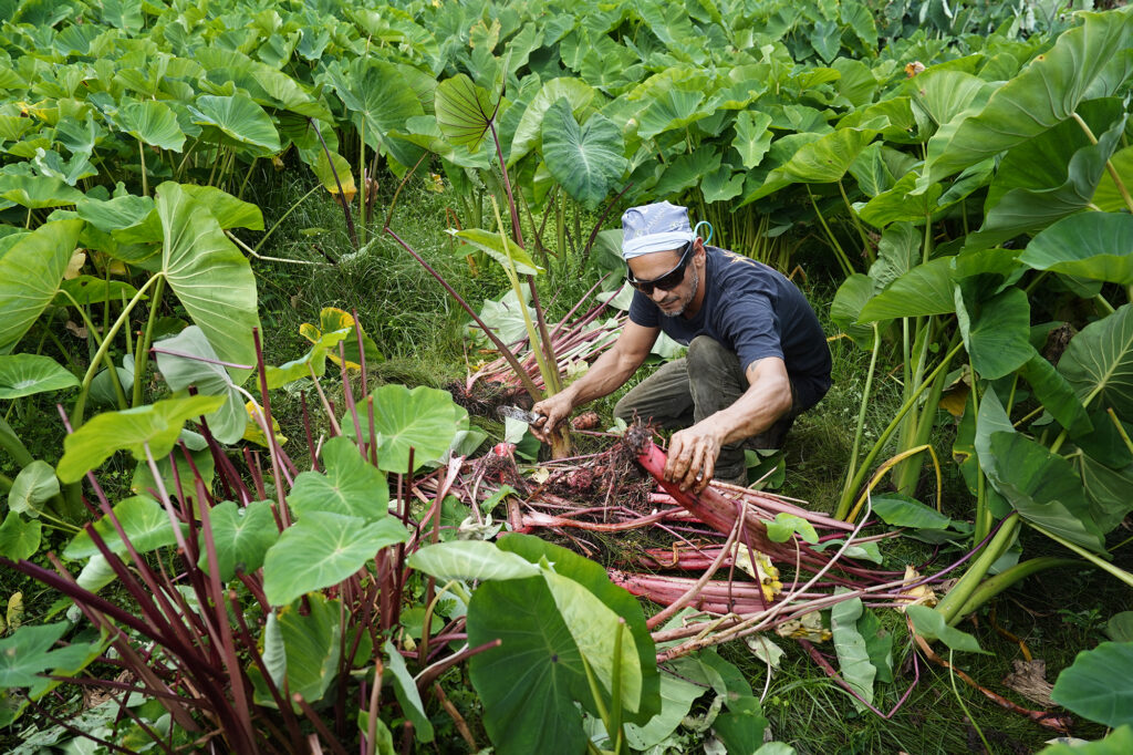 Daniel Anthony harvests an ‘Ula‘ula Kūmū Kalo in a māla (dry, upland) kalo patch Wednesday, Oct. 14, 2024, in Waimanalo. (Kevin Fujii/Civil Beat/2024)