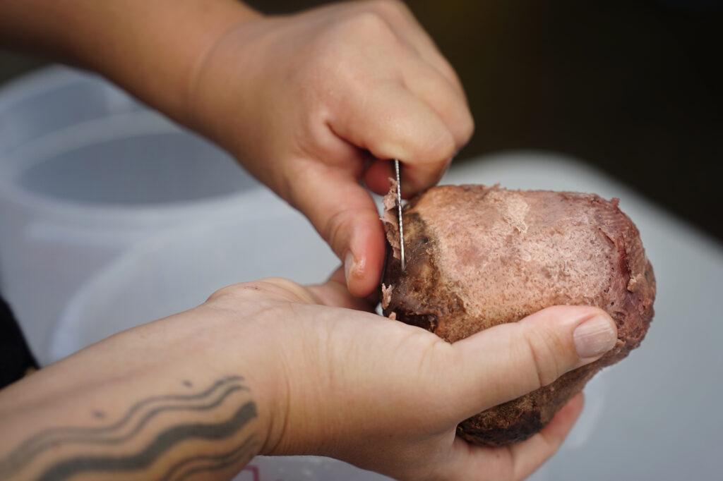 A pressure cooker is opened after cooking kalo to be cleaned and pounded into pa’i’ai Thursday, Oct. 17, 2024, in Kaneohe. Pa’i’ai is the building block of poi. It becomes poi by adding more water. (Kevin Fujii/Civil Beat/2024)