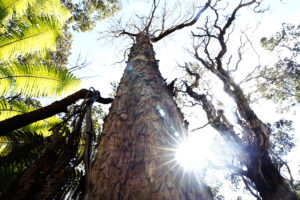 Disease Could Kill Most of The Big Island’s ‘Ohi‘a Forests Within 20 Years