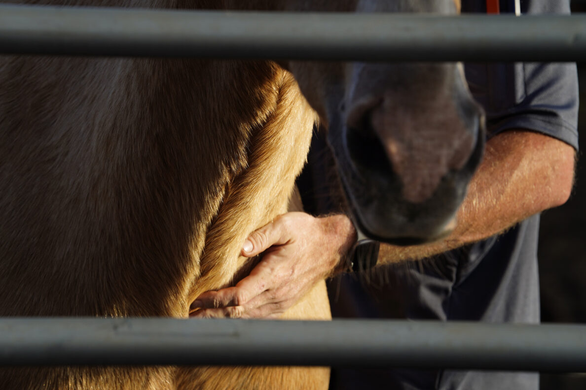 Garrett Higgins pets Sugar during his equine-therapy session at Spirit Horse Ranch Friday, Nov. 8, 2024, in Kula. (Kevin Fujii/Civil Beat/2024)