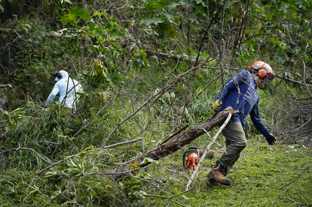 Niko Sena, right, drags out a felled tree as Scott Martin, left, continues to clear vegetation Friday, Nov. 8, 2024, in Kula. This mostly residential, non-tourist area was hit with a fire the same day as Lahaina on Aug. 8, 2023. (Kevin Fujii/Civil Beat/2024)