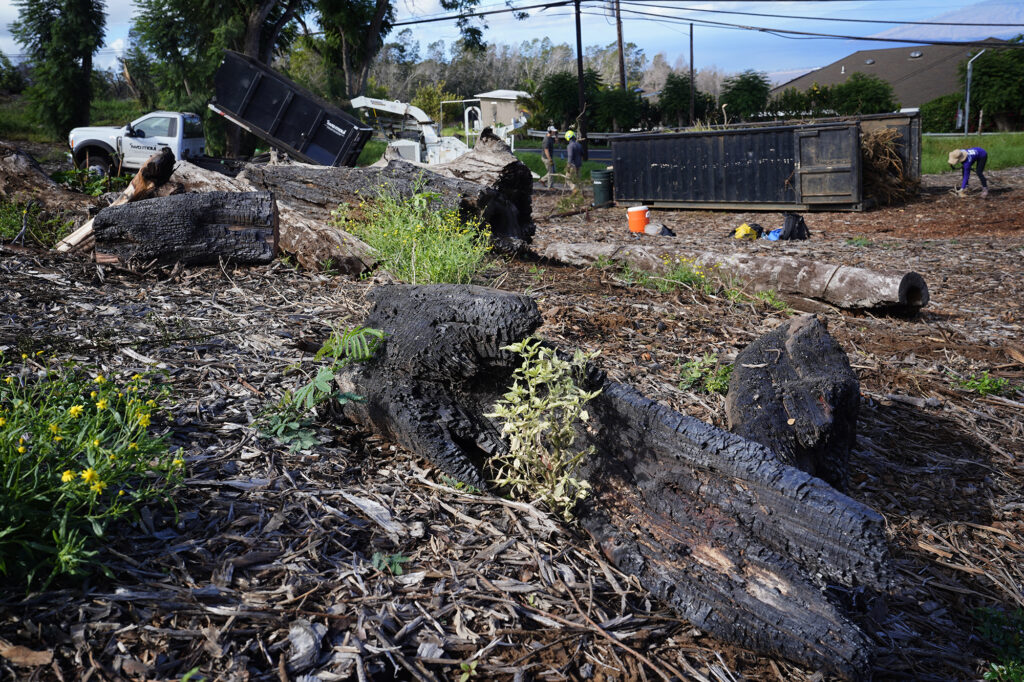 Charred wood remains from the Aug. 8, 2023, fire which swept down the Pōhakuokalā Gulch in Maui’s Upcountry continue Friday, Nov. 8, 2024, in Kula. Malama Kula has taken it upon themselves to rid their neighborhood of reminders of the disastrous day and help residence re-build and re-construct their lives. (Kevin Fujii/Civil Beat/2024)