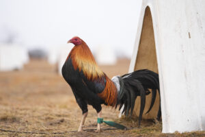 Kauaʻi Rooster Farm Stokes Cockfighting Criticism