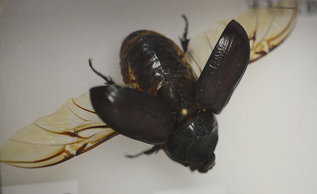 Coconut Rhinoceros Beetle on display during invasive species hearing at the Capitol room 225. 13 jan 2015. photograph Cory Lum/Civil Beat