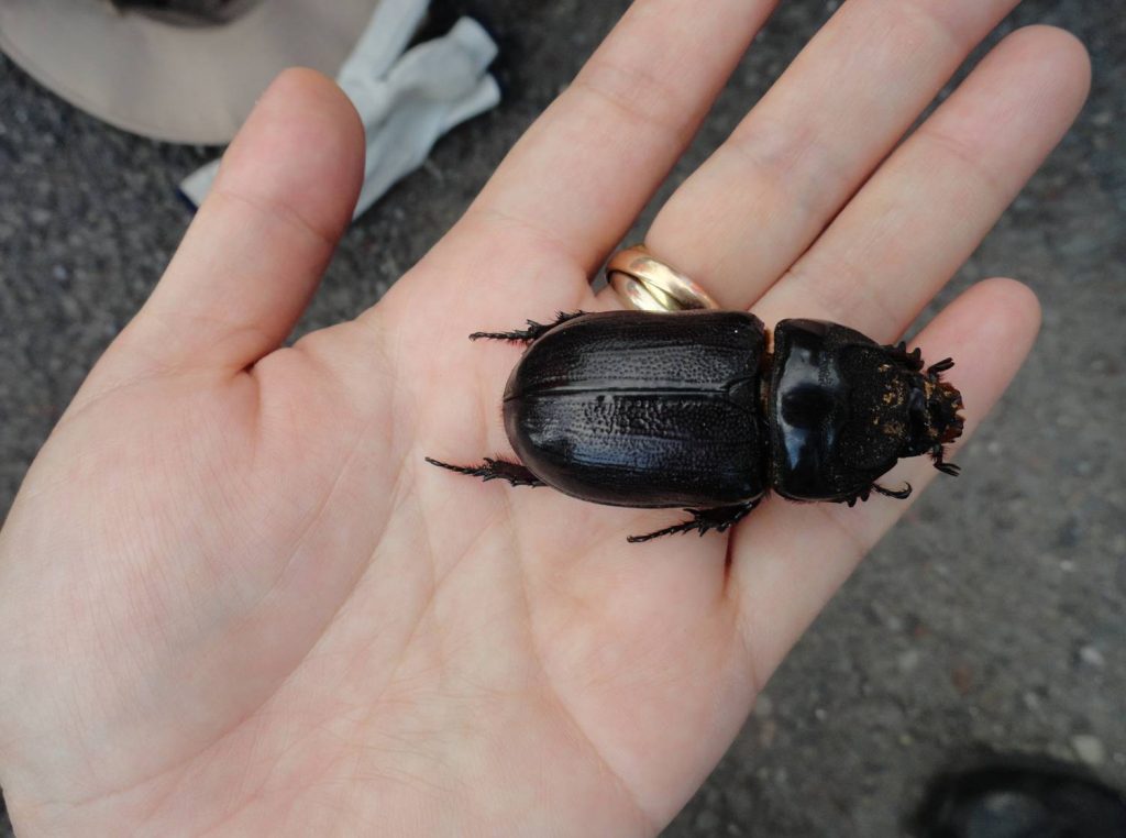 A large coconut rhinoceros beetle is held in a hand. The beetle's length is almost the size of the person's palm.