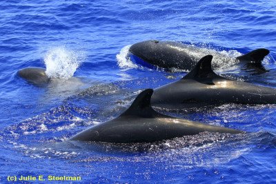 Fishing Gear Threatens Hawaiʻiʻs Already Endangered False Killer Whales