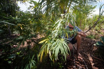 Hawaiʻi Hemp Growers Say New State Rules Will Put Them Out Of Business