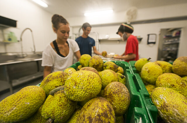 2018 August 29 CRV - Photo by Ronit Fahl/Special to the HSA. Employees cut up ulu at the Hawaii Ulu Producers Cooperative on August 29, 2018 in Honalo, HI.