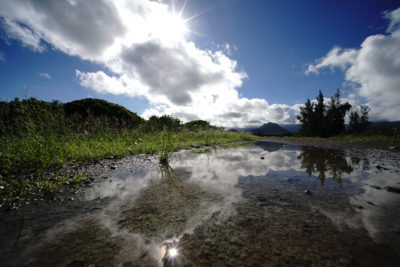 As Seas Rise, Marshes May Still Trap Carbon — And Cool The Planet