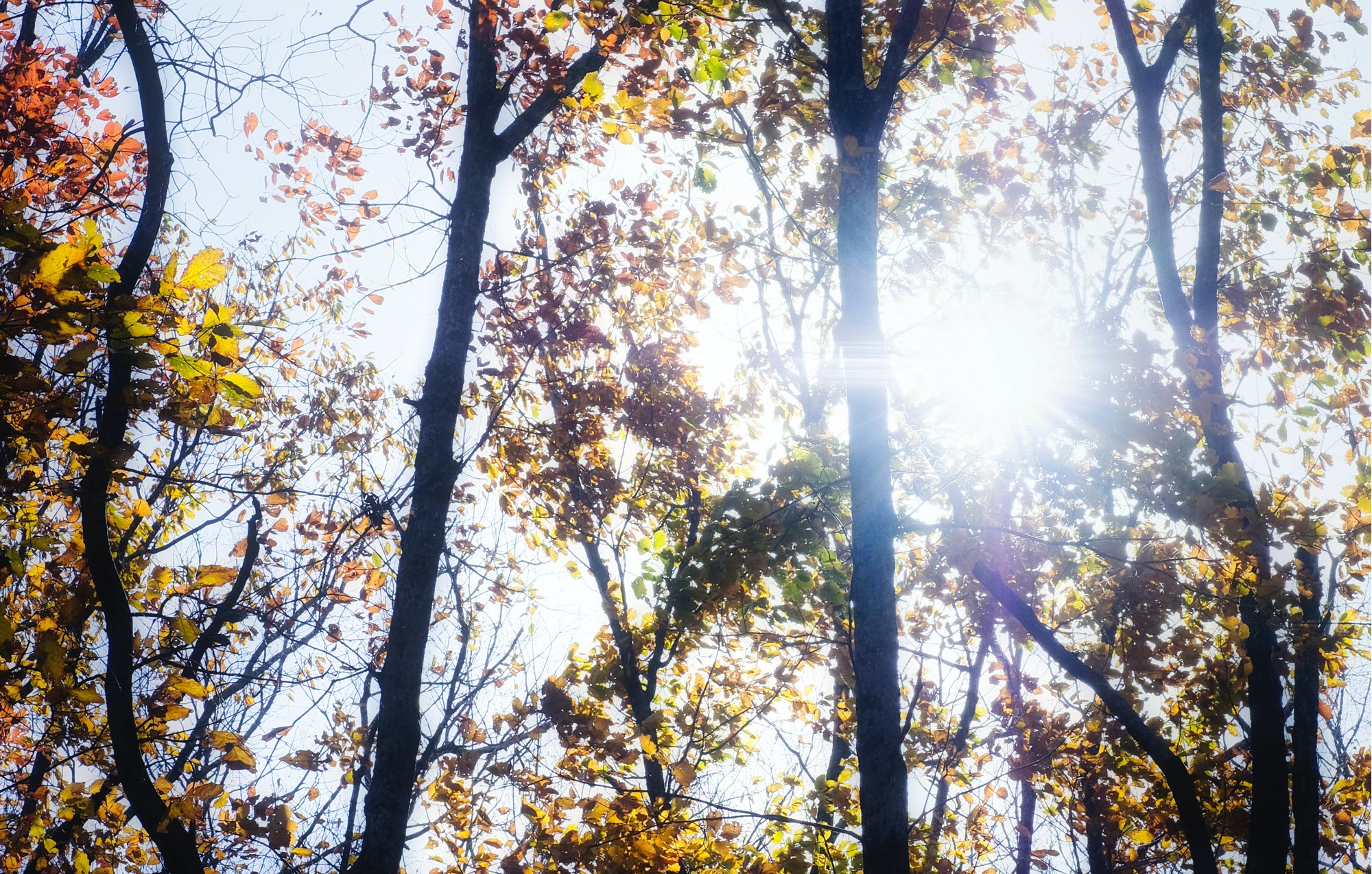 pleasant photo of trees