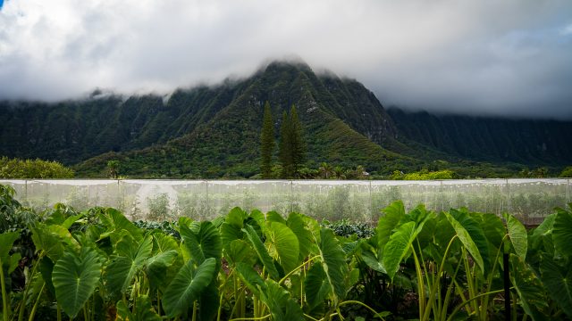 Waimanalo Koolau Mountain Kalo Farm Agriculture Hawaii Grown