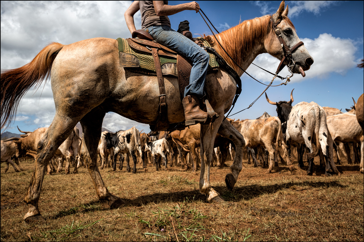 A good working horse is essential to cattle round-ups. The horse the main tool of the paniolo for herding of the animals.