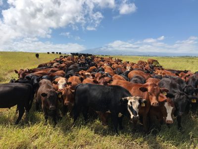 The Need To Move Hawaii Ag Lands Out From DLNR And Into The Ag Department