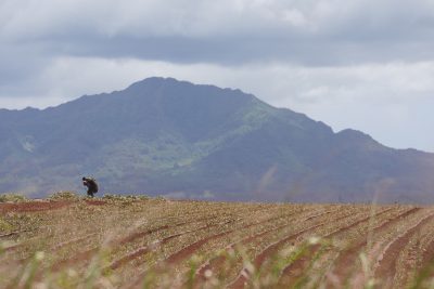 AgTech Is Hawaii’s Ticket To Diversification