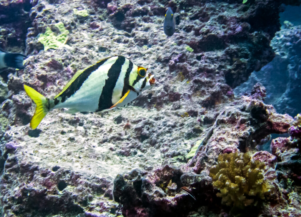 A Hawaiian morwong is endemic to Hawaiʻi, though rarely seen in the Main Hawaiian Islands. (Nathan Eagle/Civil Beat/2024)