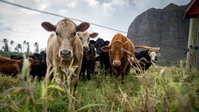 Hawaii Is Beefing Up Its Potential To Produce More Meat Locally