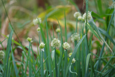 UH Waimanalo Farm Hawaii grown Farmers. Green Onions closeup.