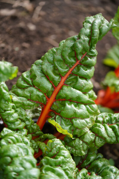 UH Waimanalo Farm Hawaii grown Farmers. Closeup of a leaf of Rainbow Chard.