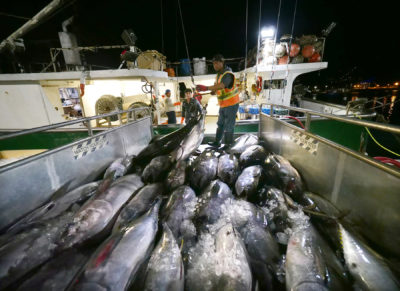 Conflicts, Lax Oversight Shroud This Secretive Fisheries Fund