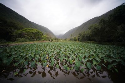 Data Dive: Hawaii Has The Oldest Farmers In The U.S.