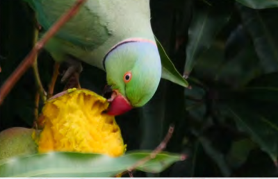 Invasive Parakeets Are Threatening Hawaii Farms. Is Killing Them The Answer?